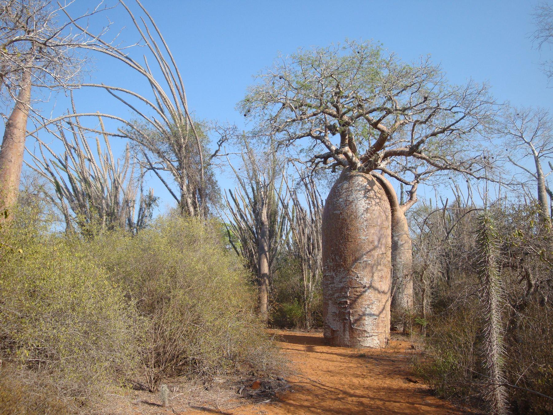 Un baobab dans la forêt épineuse du parc Mosa à Mangily, près d’Ifaty : baobab, Didiereaceae et piste de latérite rouge.
